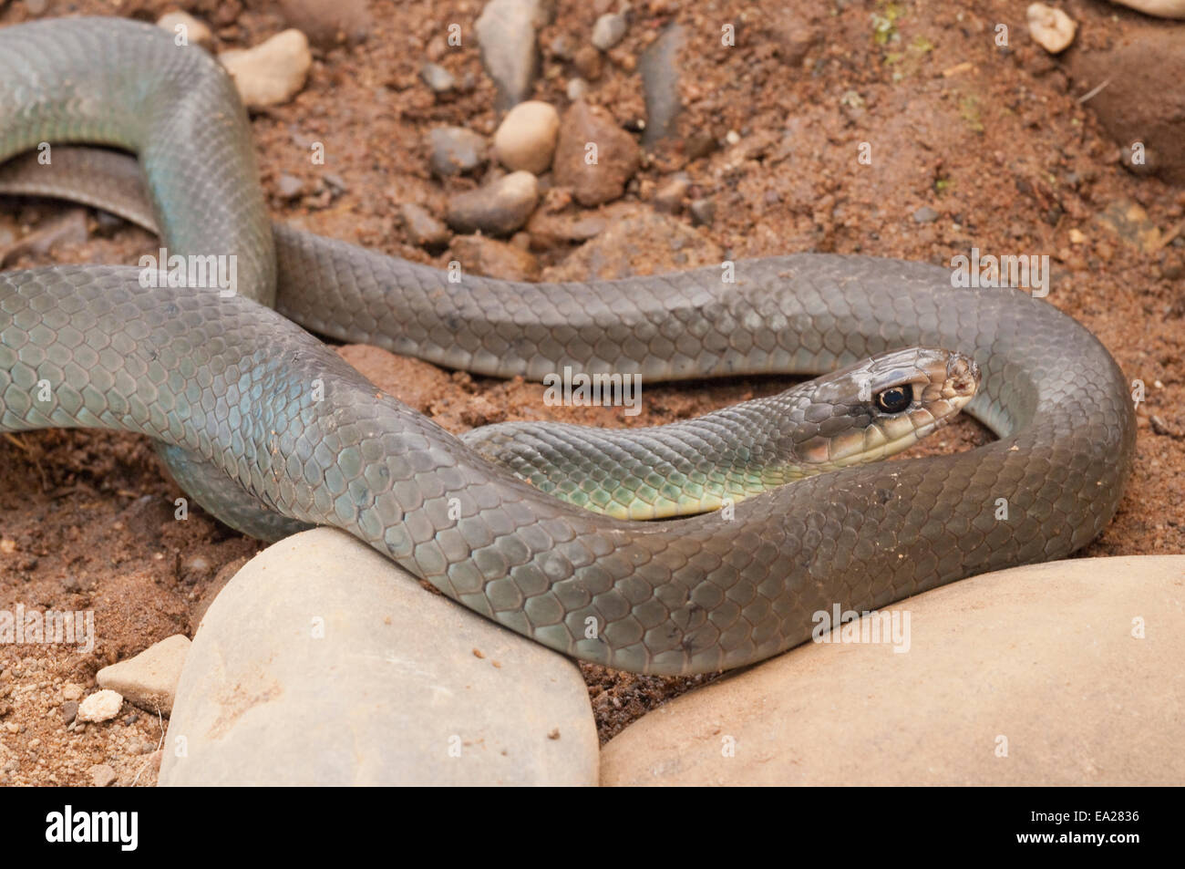 Il corridore di blu, Coluber constrictor foxi, nativo per il Nord America Foto Stock