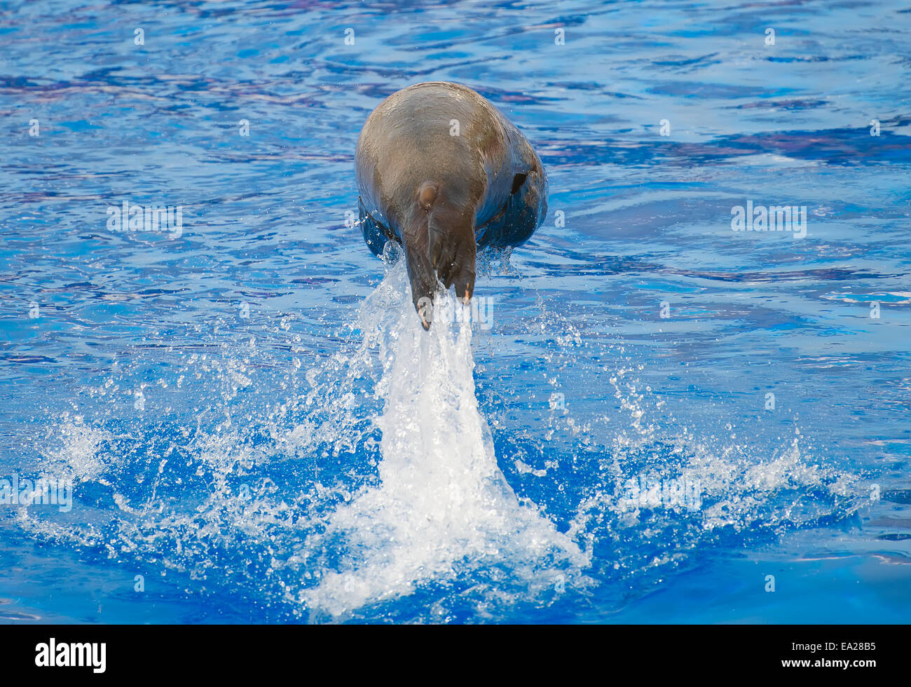 Guarnizione marino saltando da una piscina di acqua. Foto Stock