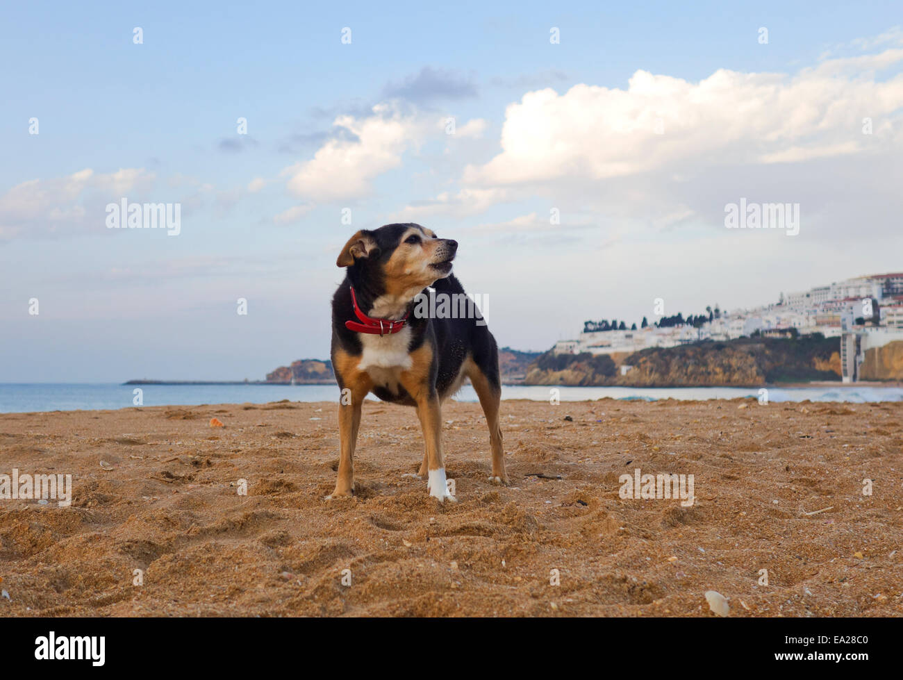 Piccolo Cane con collare da solo sulla spiaggia di Albufeira Algarve. Foto Stock