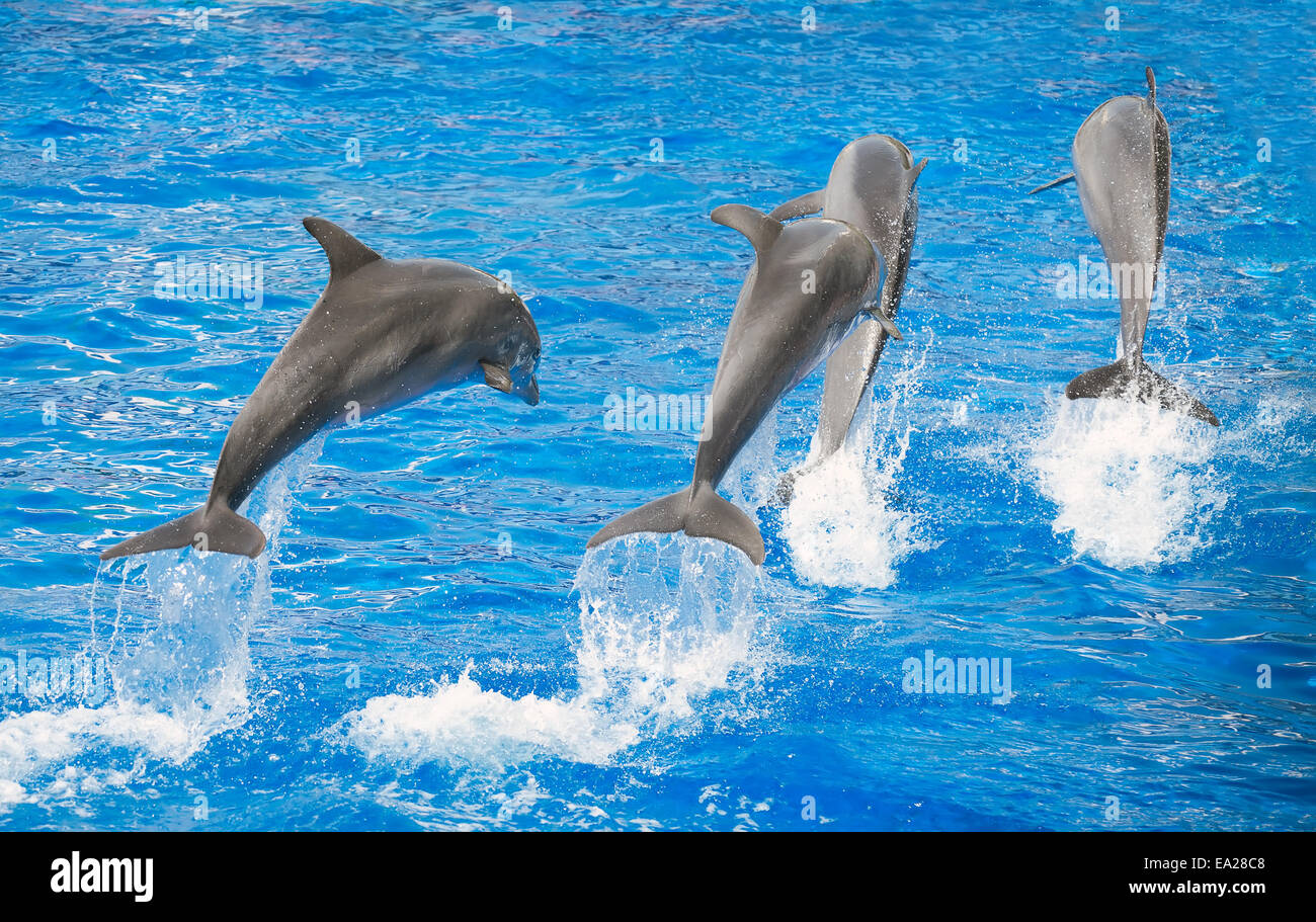 Quattro Delfini salto nel mare azzurro e limpido. Foto Stock