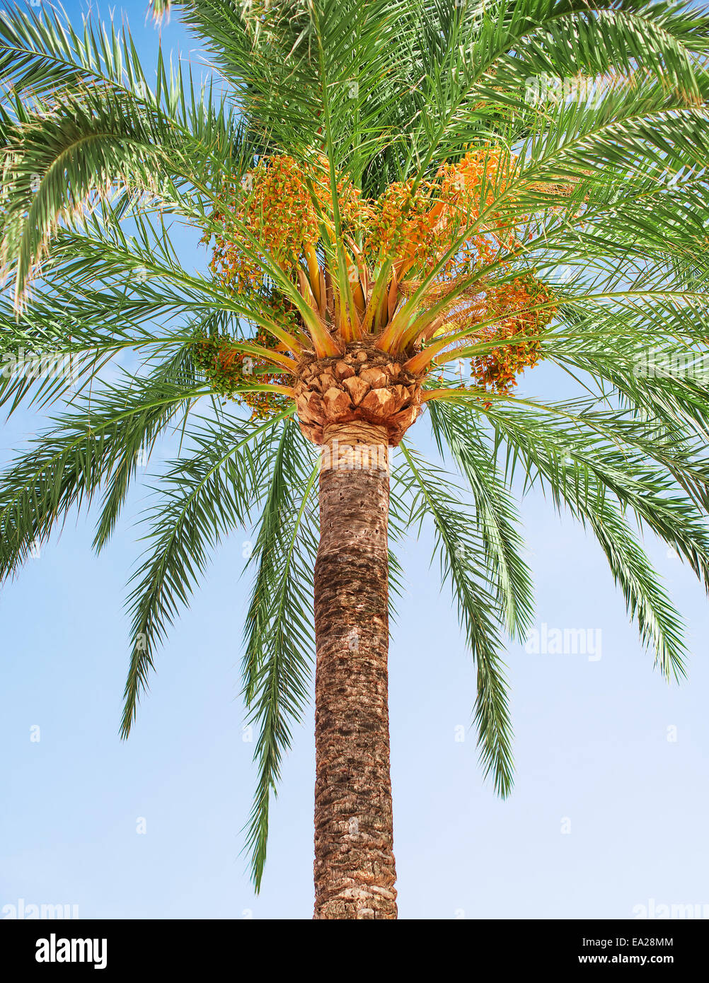 Le date di verde su Palm tree. Foto Stock