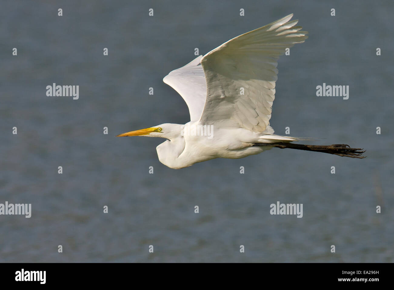 Airone bianco maggiore - Ardea alba Foto Stock