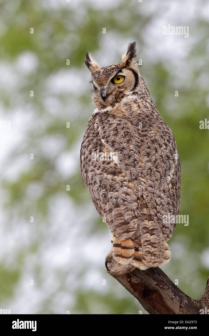 Grande Gufo cornuto - Bubo virginianus Foto Stock