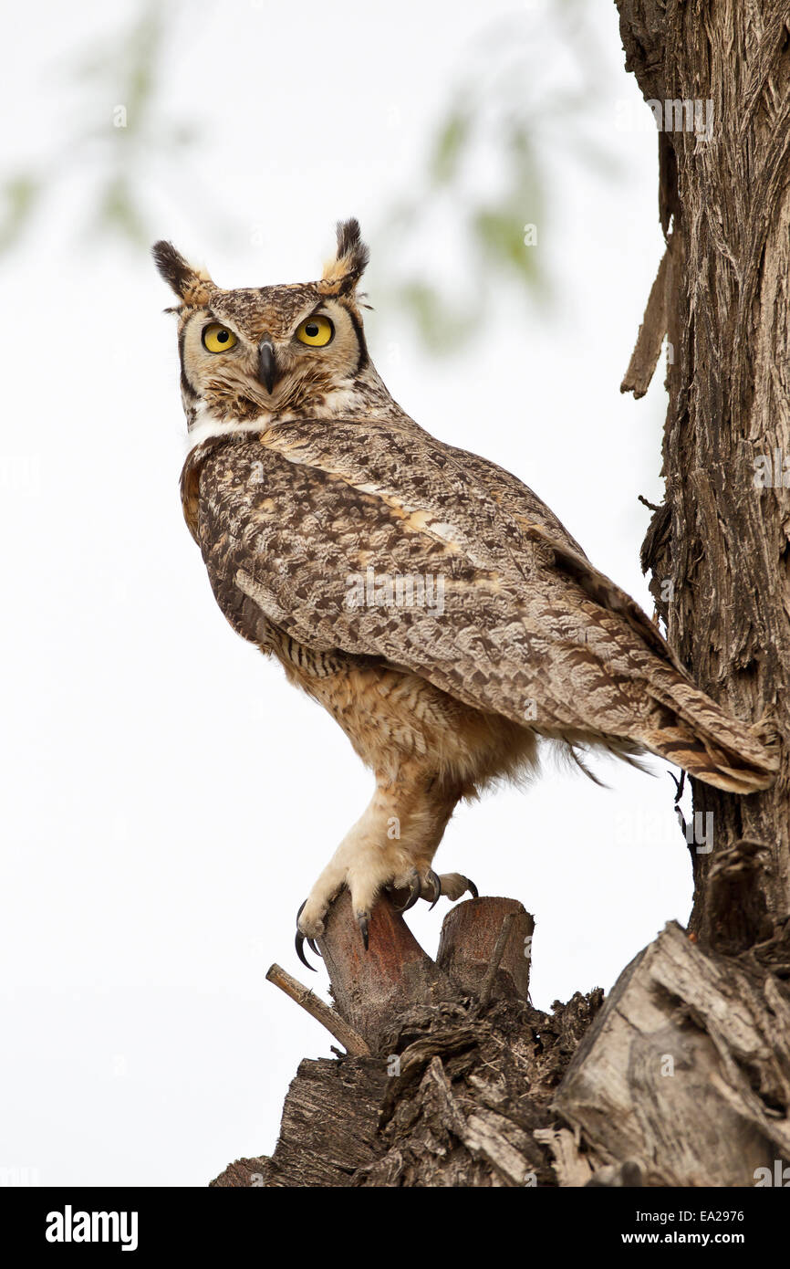 Grande Gufo cornuto - Bubo virginianus Foto Stock