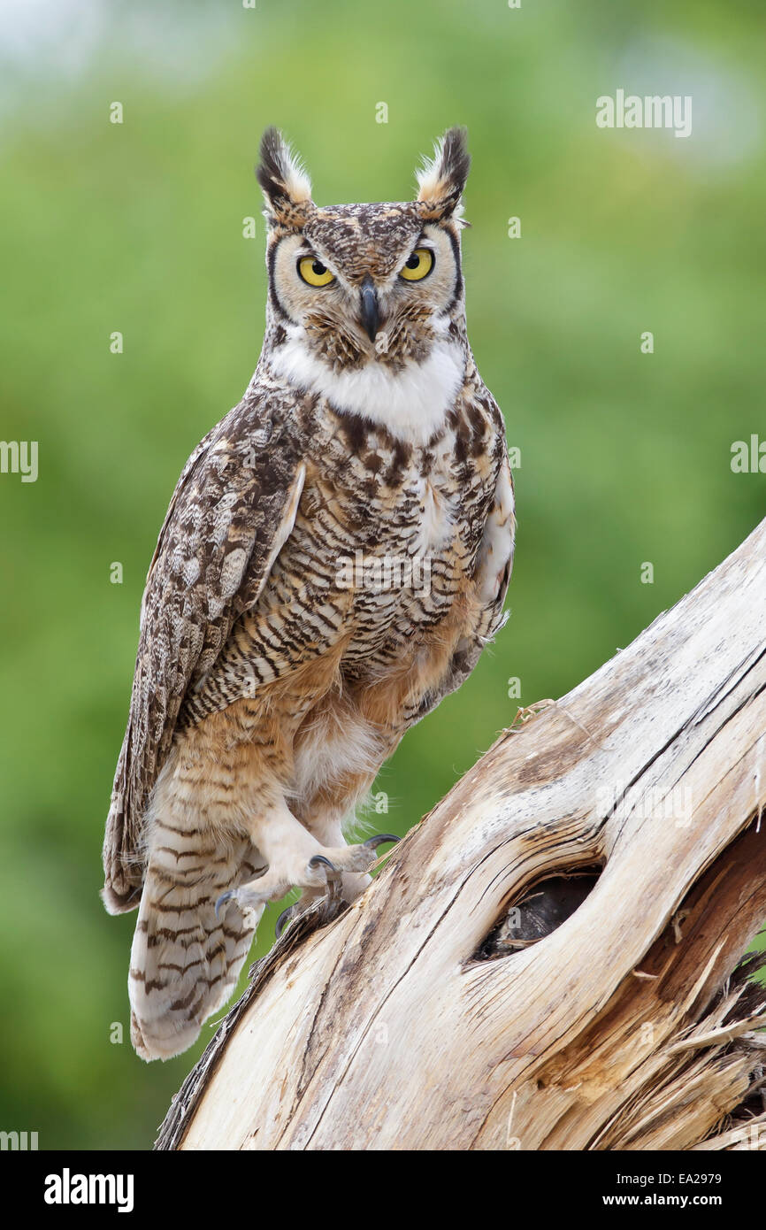 Grande Gufo cornuto - Bubo virginianus Foto Stock