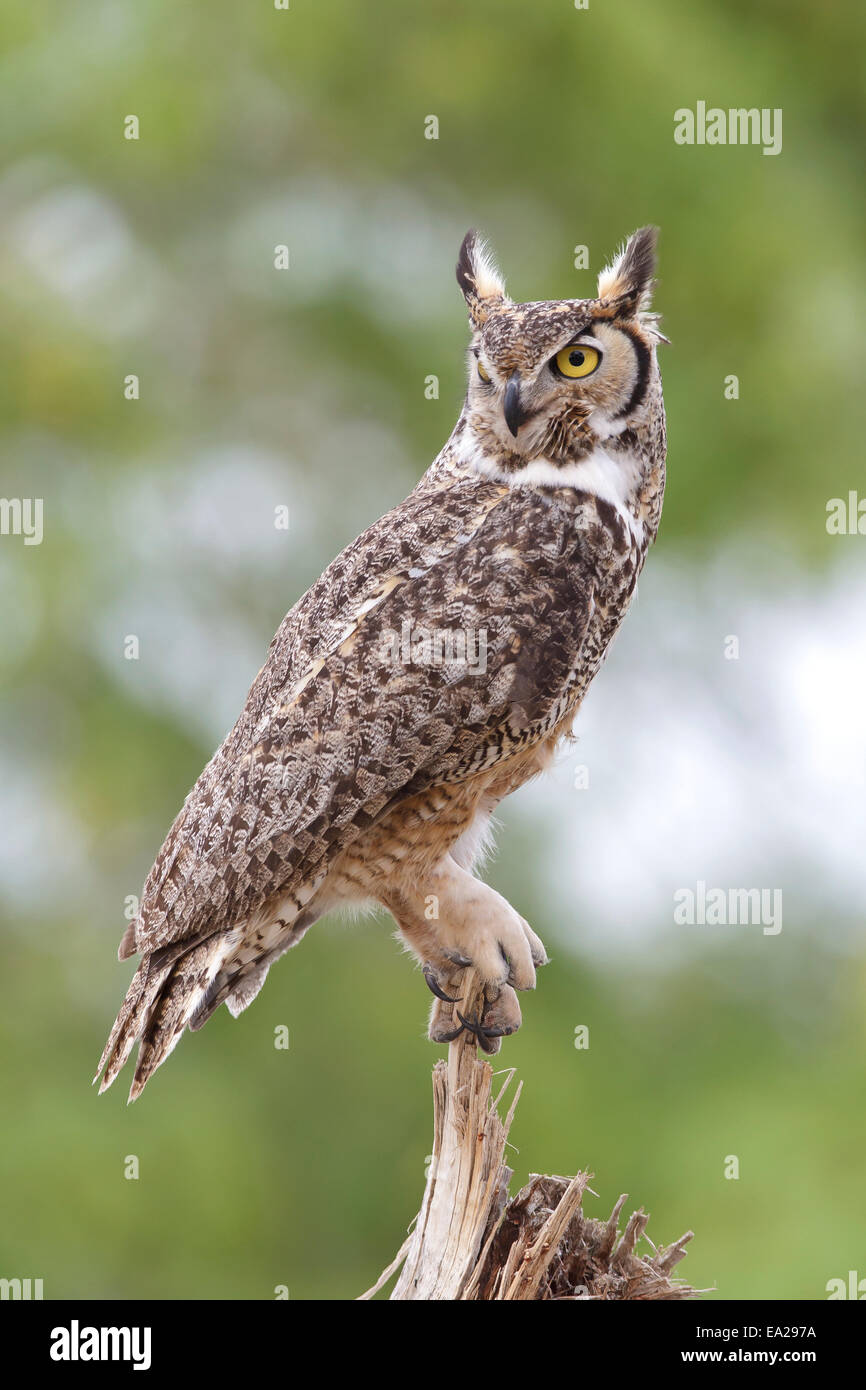 Grande Gufo cornuto - Bubo virginianus Foto Stock