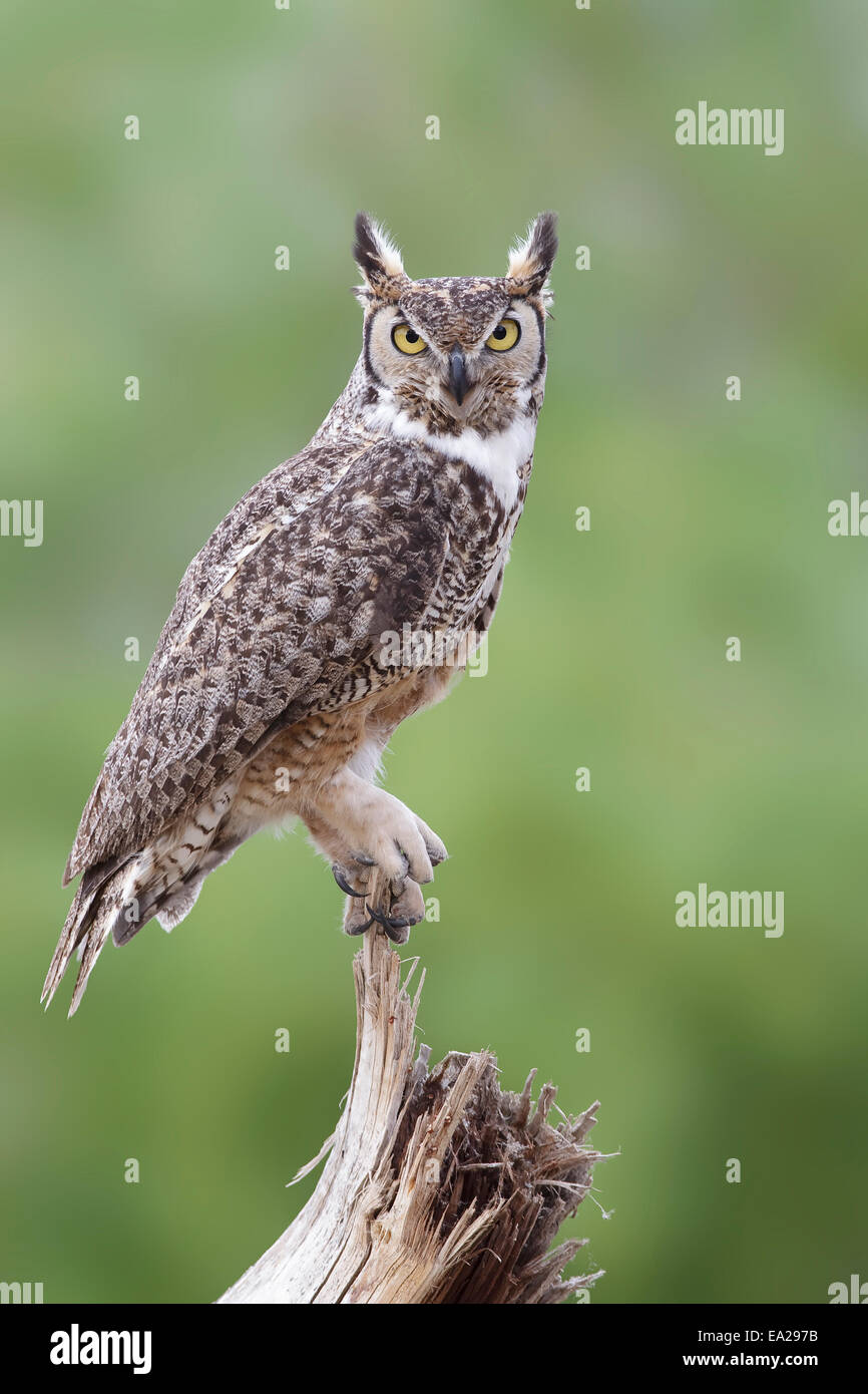 Grande Gufo cornuto - Bubo virginianus Foto Stock