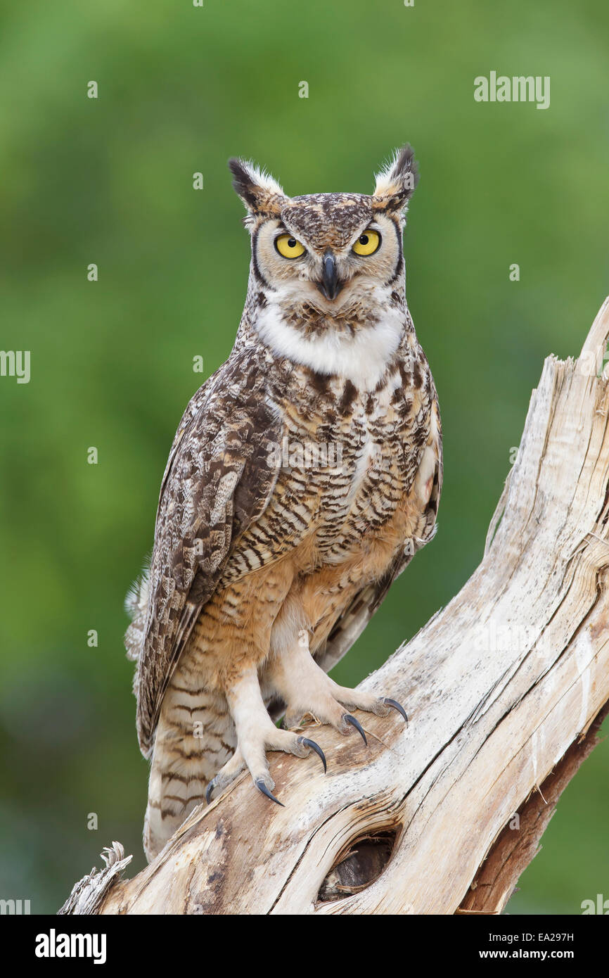 Grande Gufo cornuto - Bubo virginianus Foto Stock