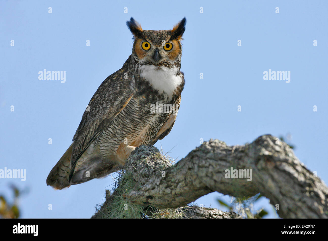 Grande Gufo cornuto - Bubo virginianus Foto Stock