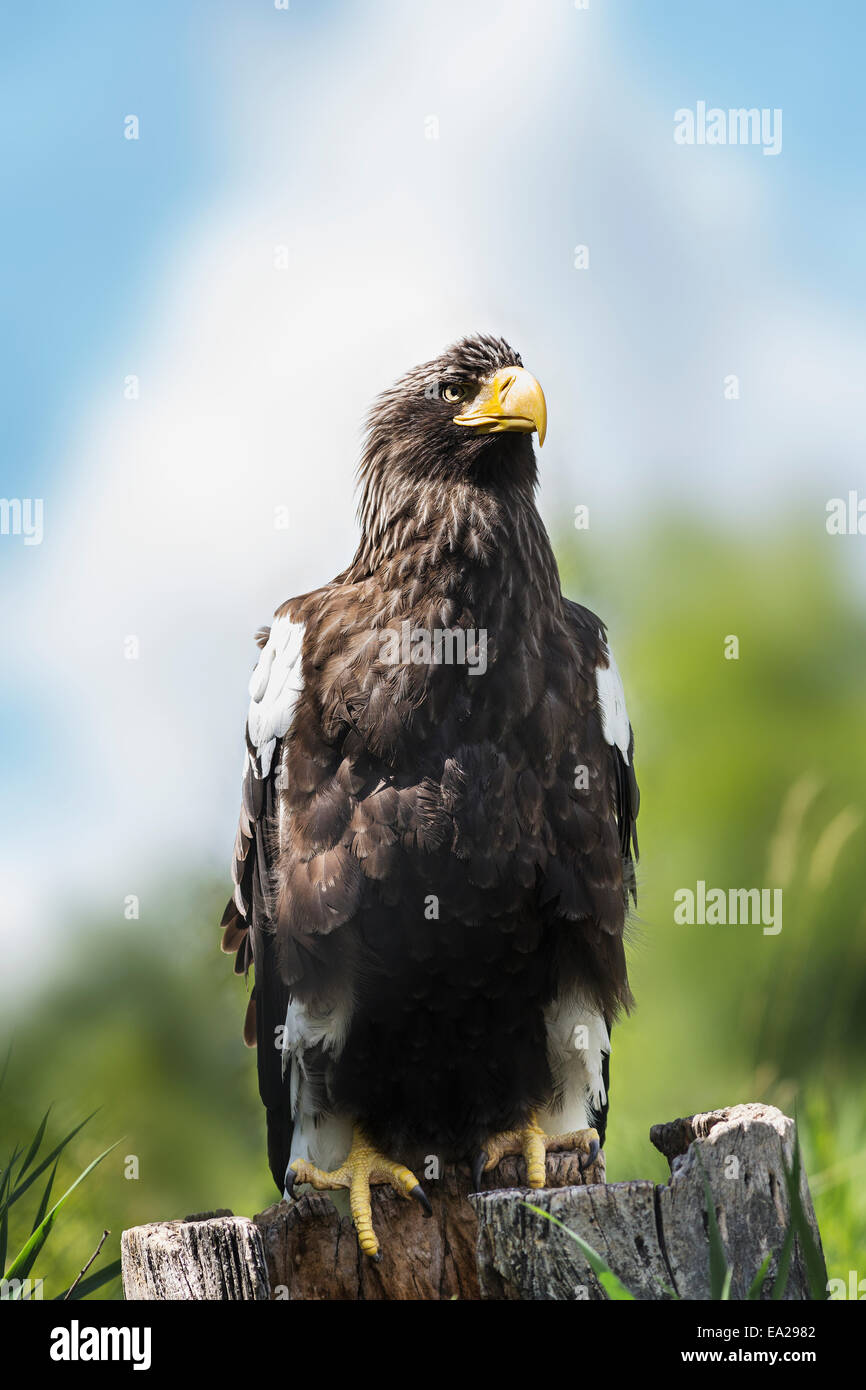 Golden Eagle, Assiniboine Park Zoo; Winnipeg, Manitoba, Canada Foto Stock