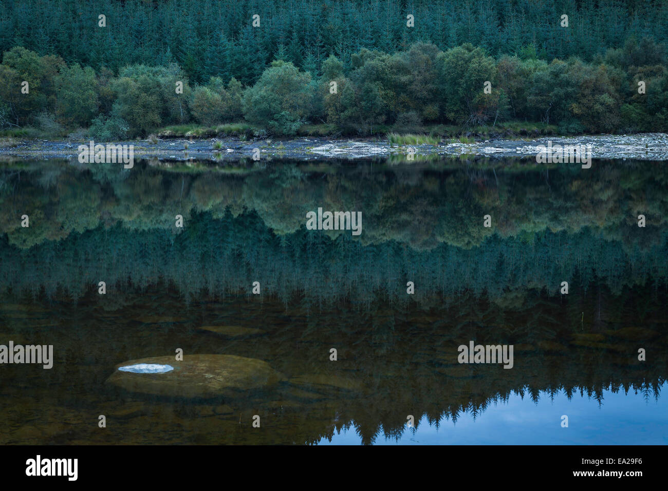 Foresta di Pini riflessioni in Loch Lundie, Wester Ross, Scozia Foto Stock