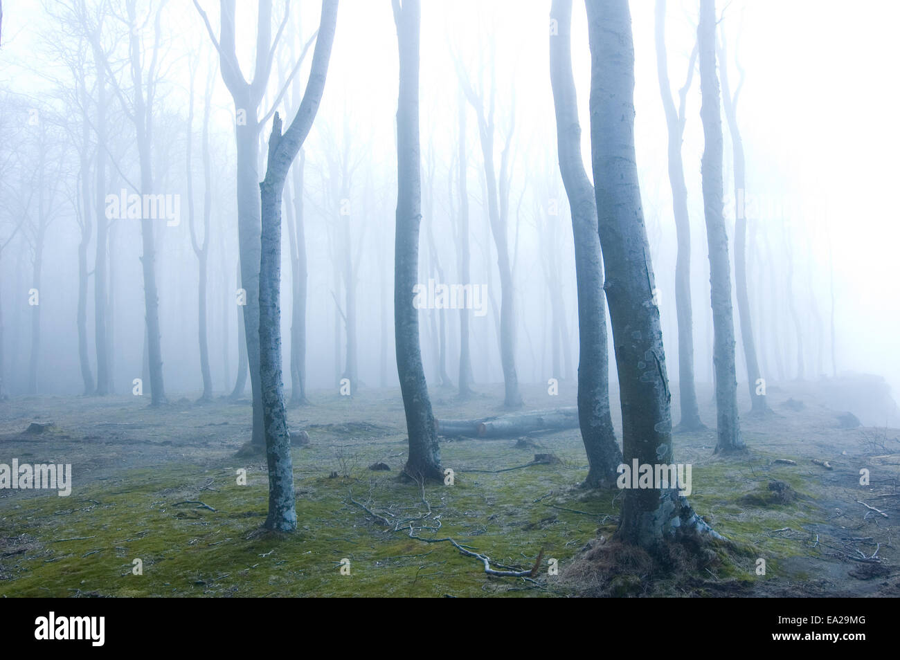 La natura. La nebbia nella foresta scura. Foto Stock