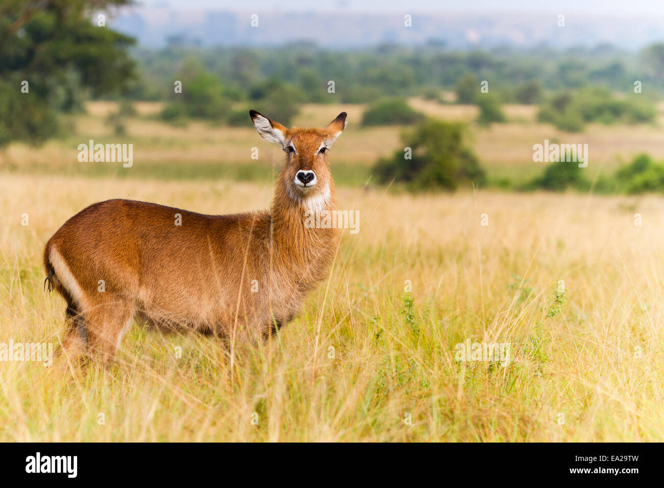 Un acqua buck in Queen Elizabeth National Park , Uganda Foto Stock