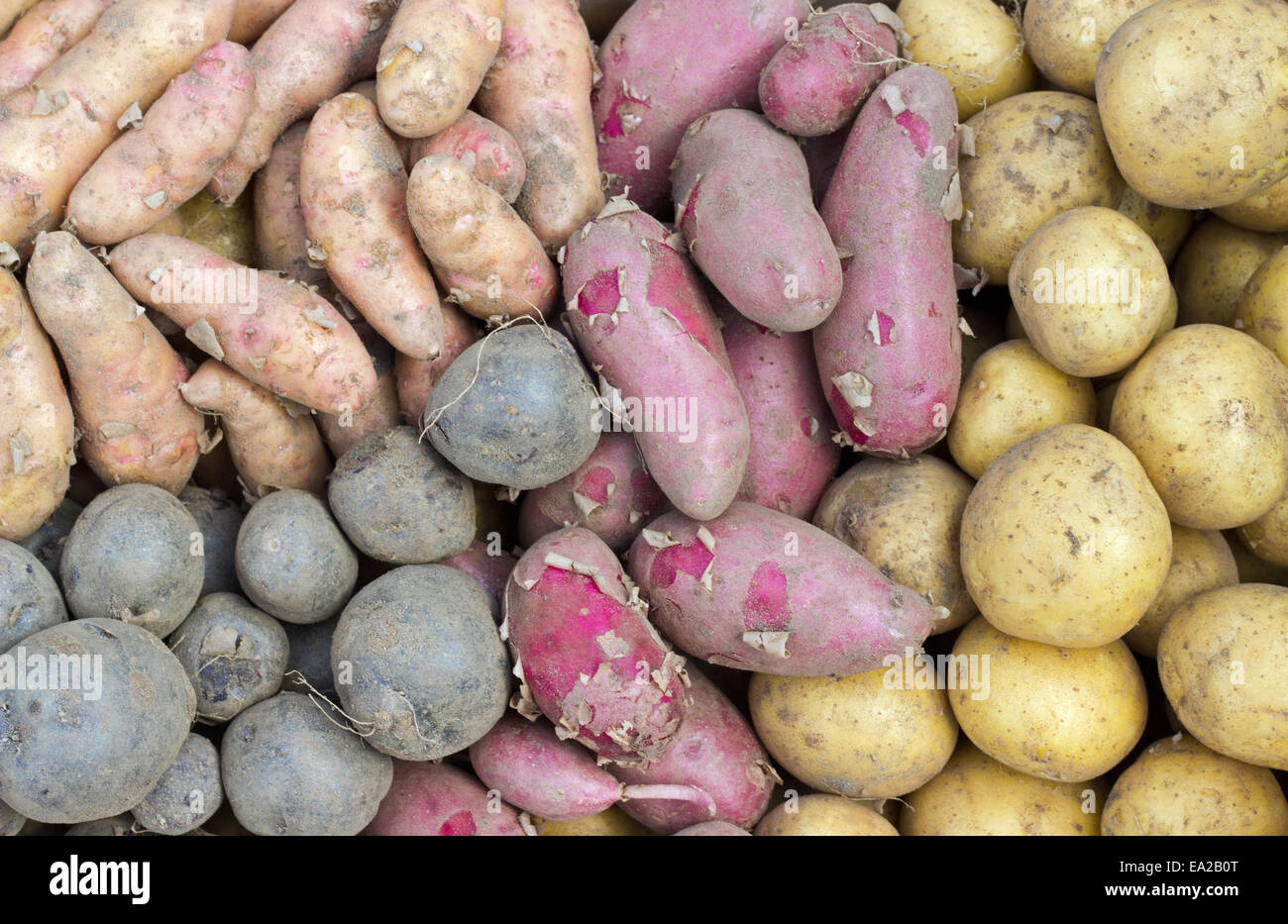 Fresche, diverse rosso, giallo e blu di patate Foto Stock