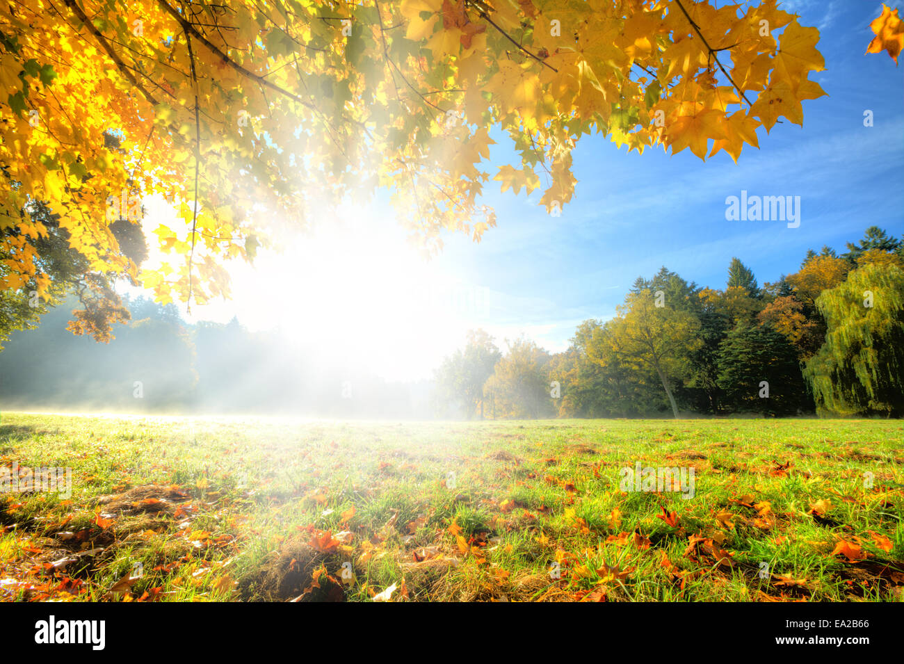 Paesaggio autunnale con foglie secche e sole Foto Stock