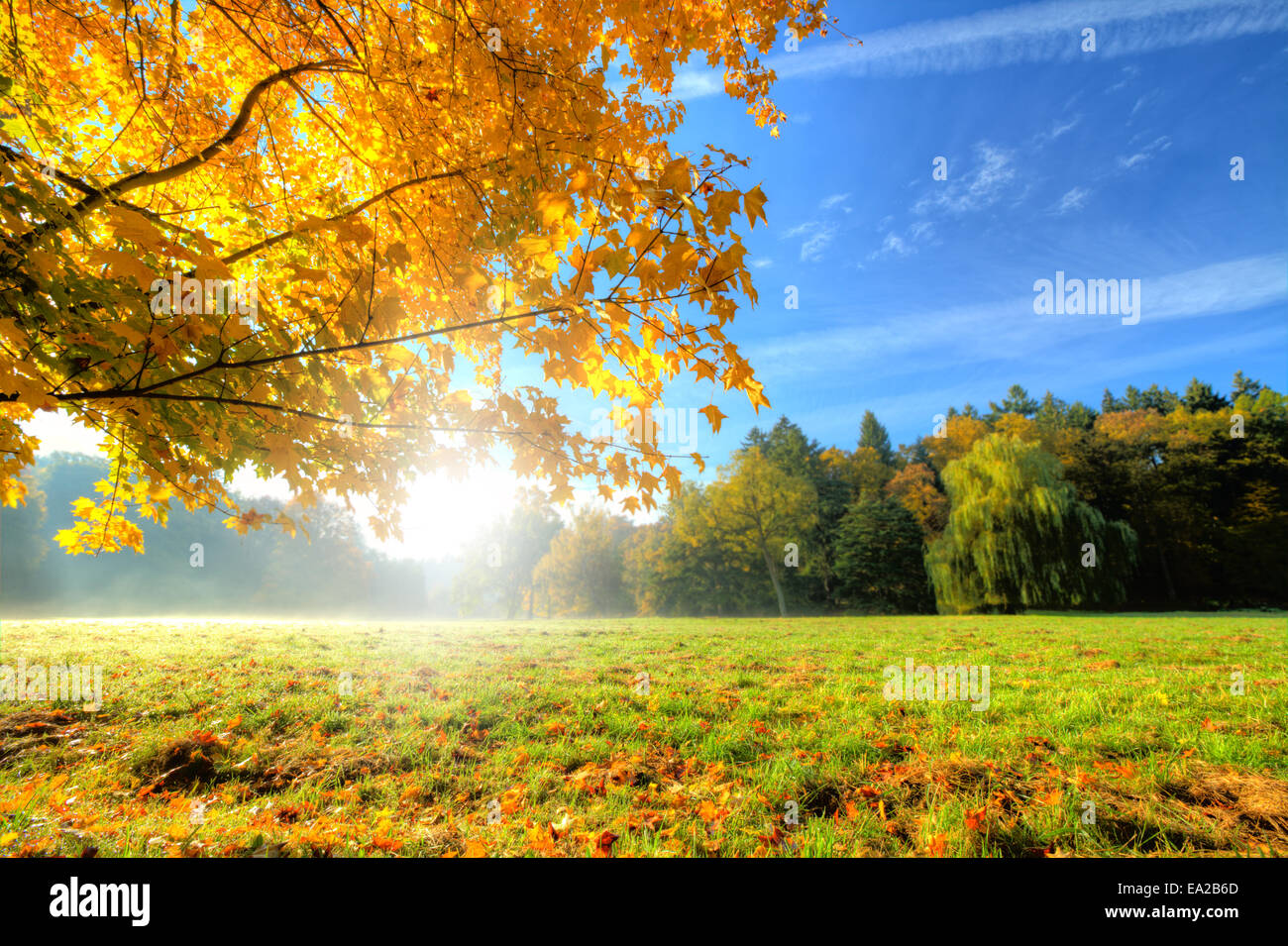 Paesaggio autunnale con foglie secche e sole Foto Stock
