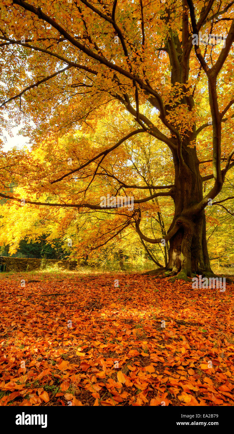 Paesaggio autunnale con foglie secche e sole Foto Stock