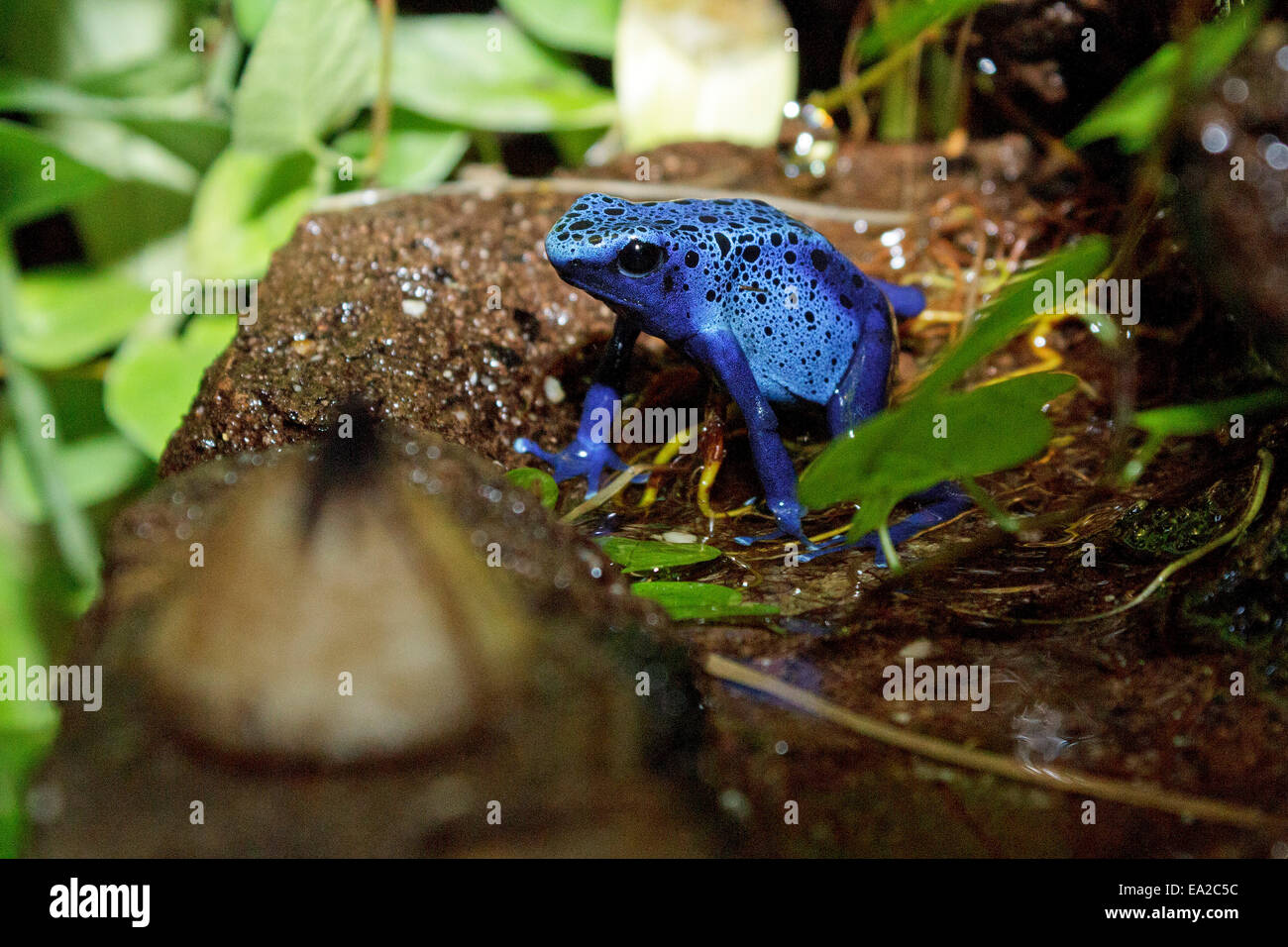 Blue poison dart (rana Dendrobates tinctorius 'azureus') al centro bat 'Noctalis', Bad Segeberg, Schleswig-Holstein, Germania Foto Stock