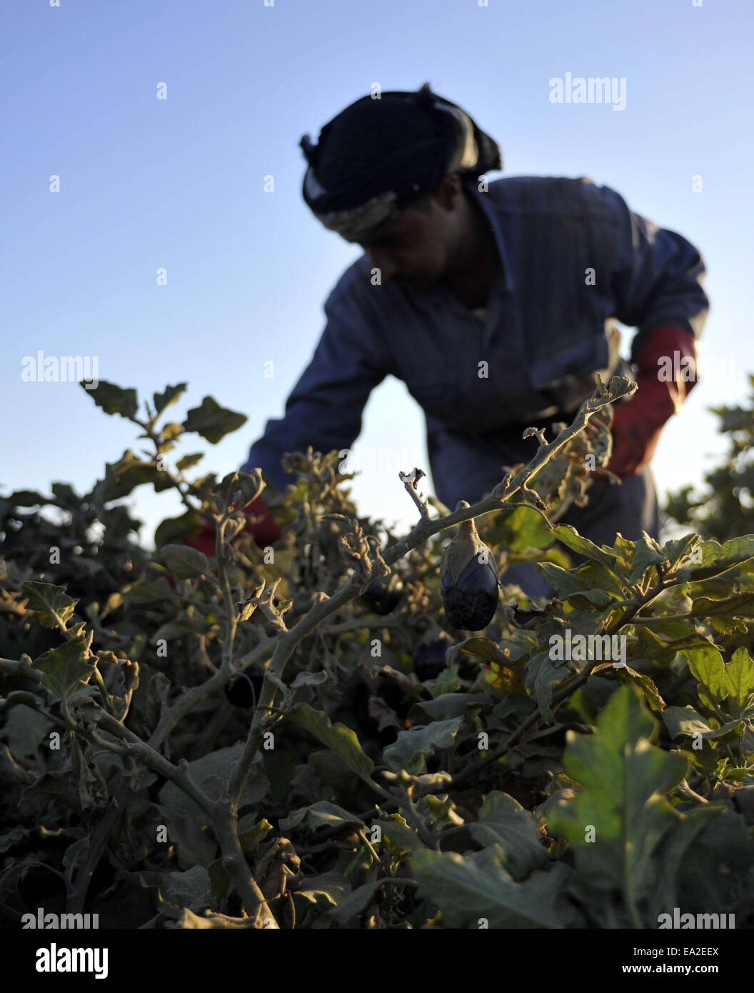 (141105) -- SANAA, nov. 5, 2014 (Xinhua) -- un agricoltore yemenita raccoglie vegetali ad una fattoria in Hamdan distretto, circa 20km a nord di Sanaa, Yemen, su nov. 5, 2014. Yemenita Ministero Agricoltura mira ad espandere la coltivazione di colture alimentari e limitare il qat fattorie che sono diventati una minaccia per l'approvvigionamento alimentare della sicurezza nel paese. (Xinhua/Hani Ali) Foto Stock