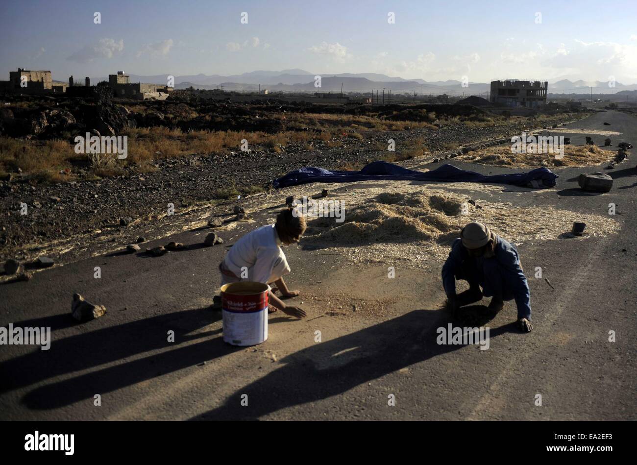 (141105) -- SANAA, nov. 5, 2014 (Xinhua) -- gli agricoltori yemenita raccogliere i grani ad una fattoria in Hamdan distretto, circa 20km a nord di Sanaa, Yemen, su nov. 5, 2014. Yemenita Ministero Agricoltura mira ad espandere la coltivazione di colture alimentari e limitare il qat fattorie che sono diventati una minaccia per l'approvvigionamento alimentare della sicurezza nel paese. (Xinhua/Hani Ali) Foto Stock