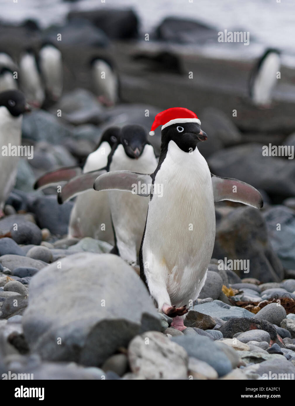 Natale divertente Penguin indossando red Santa clausola hat. Foto Stock