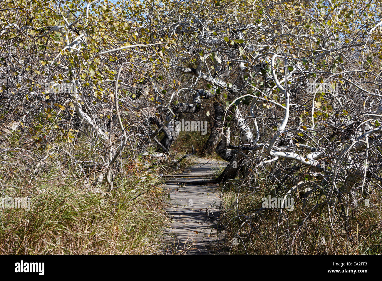 La boccola di storta gruppo di twisted aspen alberi Saskatchewan Canada Foto Stock
