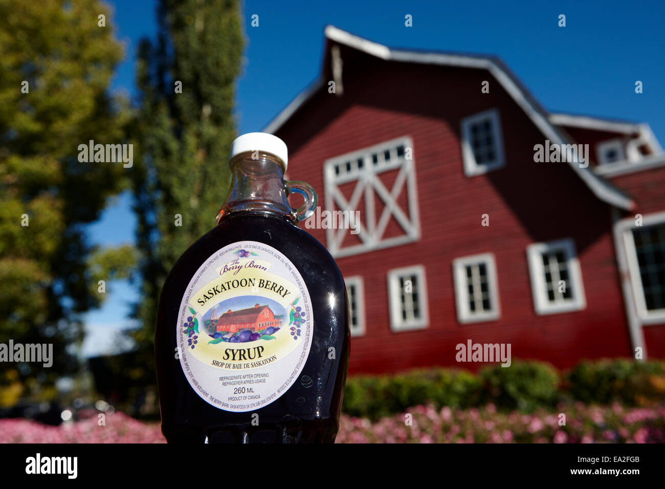 Saskatoon sciroppo di frutti di bosco al di fuori del berry fienile saskatoon Saskatchewan Canada Foto Stock