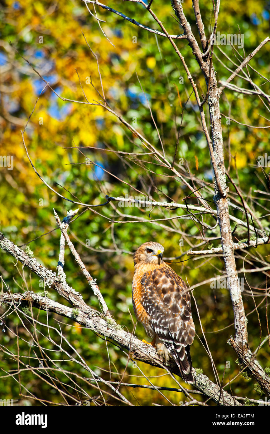 Red-Shouldered Hawk (Buteo lineatus) in caduta delle foglie, molla blu Parco dello Stato; Città di arancia, Florida, Stati Uniti d'America Foto Stock