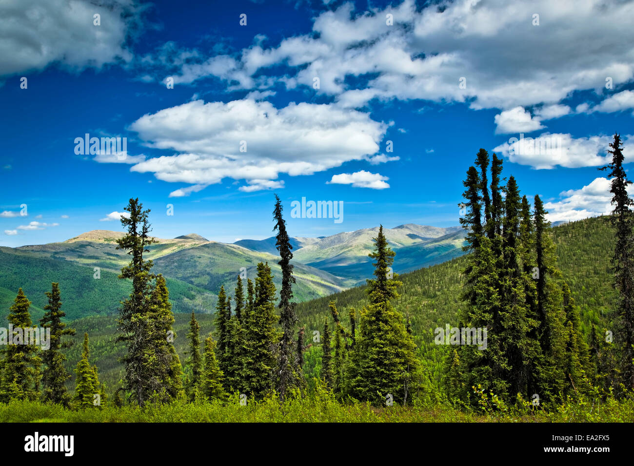 La vista delle montagne con molla verde foresta boreale, Chena River State Recreation Area; Fairbanks, Alaska, STATI UNITI D'AMERICA Foto Stock