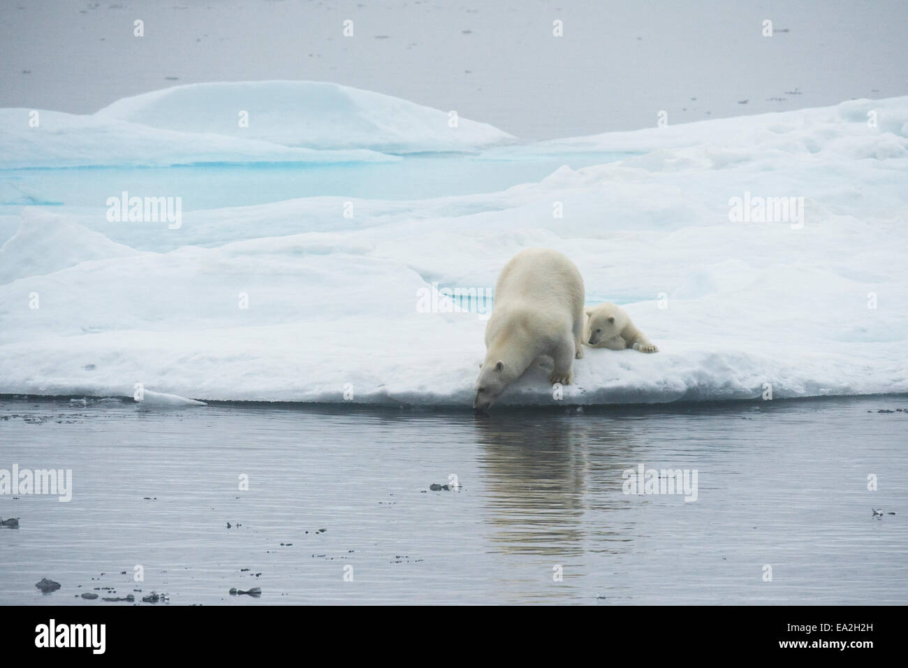 Orso polare madre & cub, Ursus maritimus, giocando su un iceberg, Isola Baffin, Artico Canadese. Foto Stock