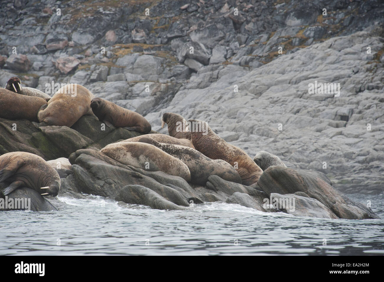 Colonia di tricheco, Odobenus rosmarus trainato su rocce, Isola Baffin, Artico Canadese. Foto Stock