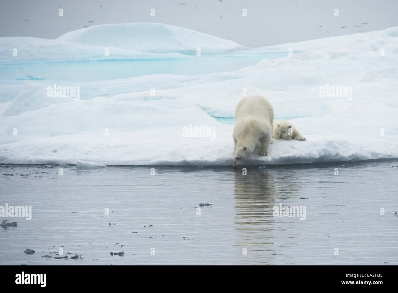 Orso polare madre & cub, Ursus maritimus, giocando su un iceberg, Isola Baffin, Artico Canadese. Foto Stock