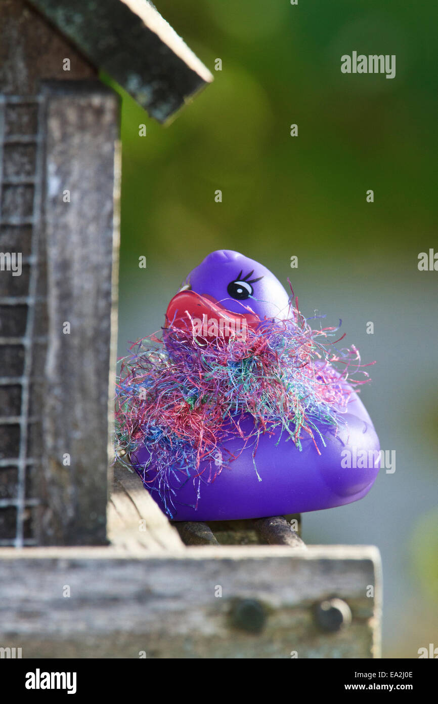 Finemente vestito rubber duck a bird feeder. Foto Stock