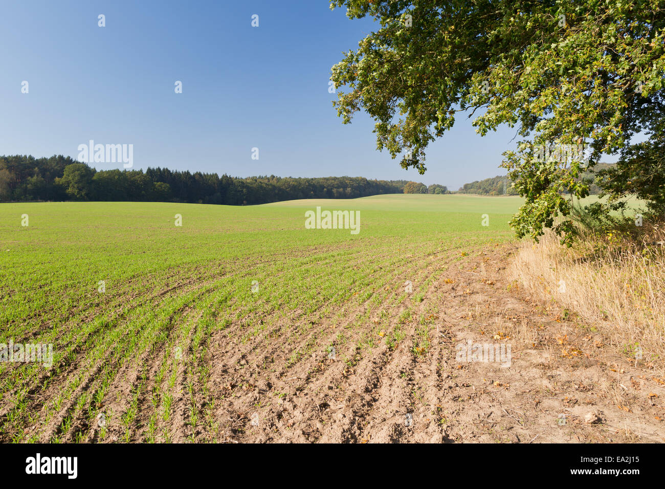 Il paesaggio agricolo vicino Lancken-Granitz, Rügen, Meclemburgo-Pomerania Occidentale, Germania, Europa Foto Stock