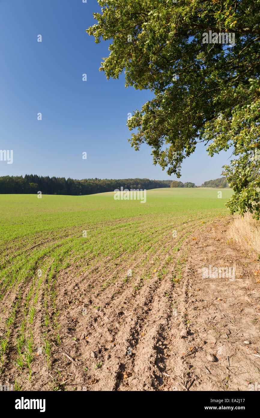 Il paesaggio agricolo vicino Lancken-Granitz, Rügen, Meclemburgo-Pomerania Occidentale, Germania, Europa Foto Stock
