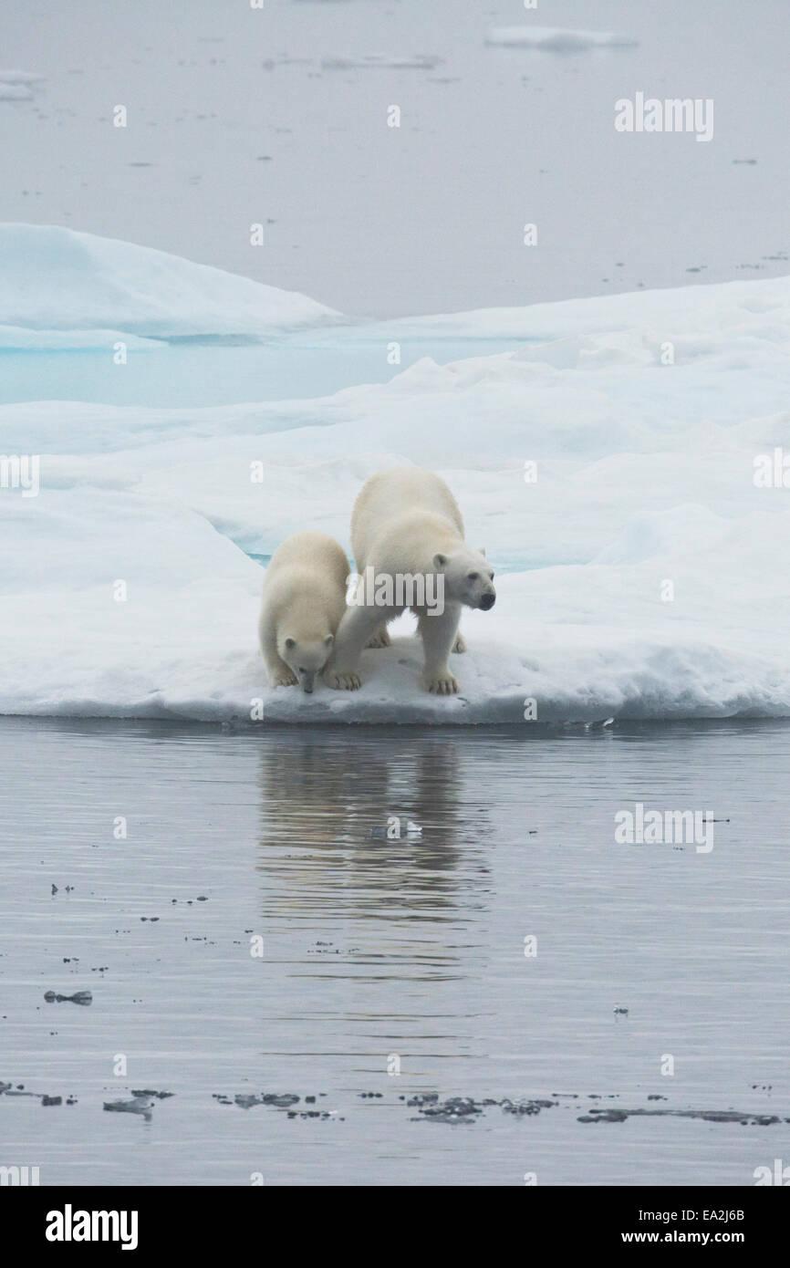 Orso polare madre & cub, Ursus maritimus, giocando su un iceberg, Isola Baffin, Artico Canadese. Foto Stock