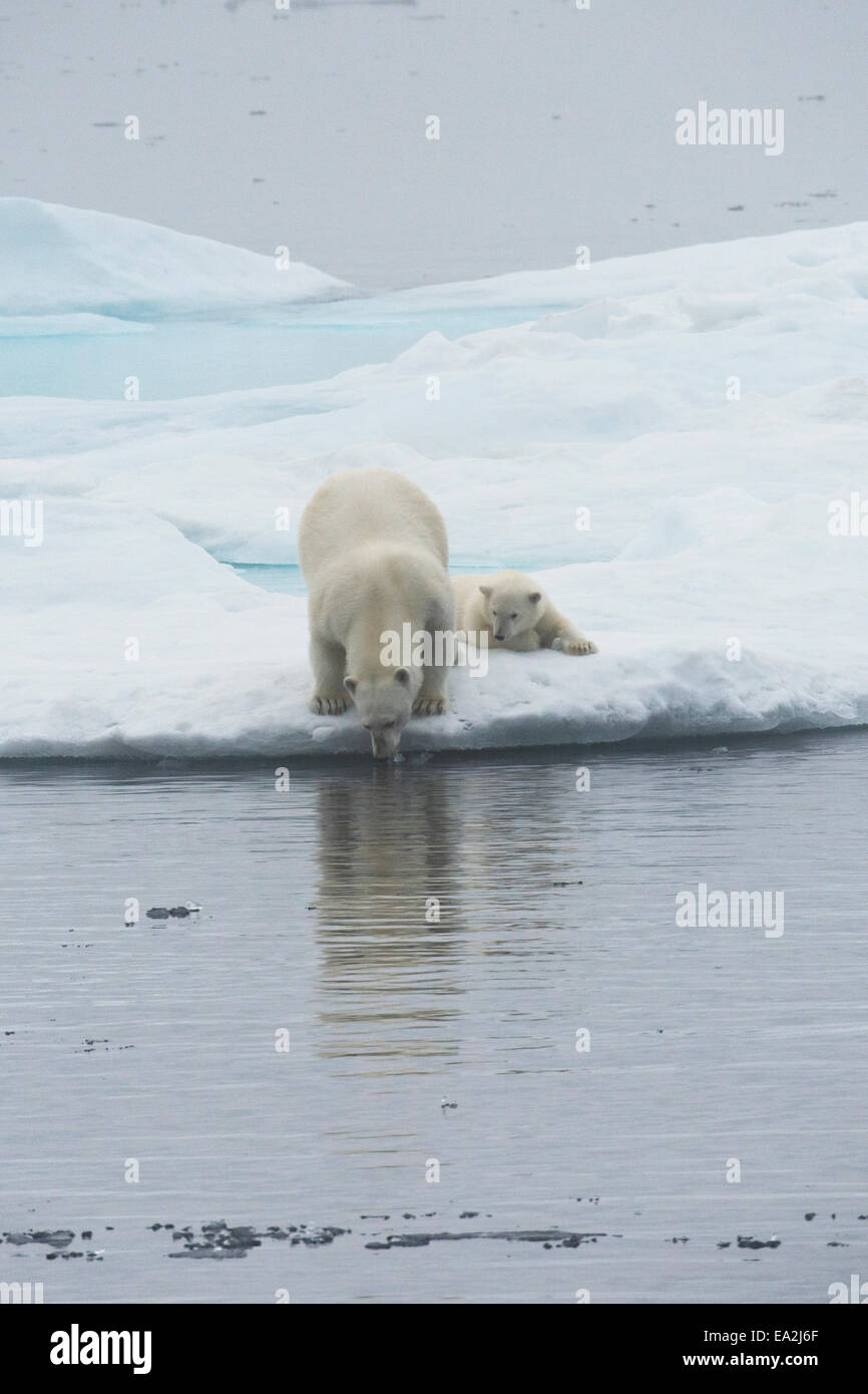 Orso polare madre & cub, Ursus maritimus, giocando su un iceberg, Isola Baffin, Artico Canadese. Foto Stock