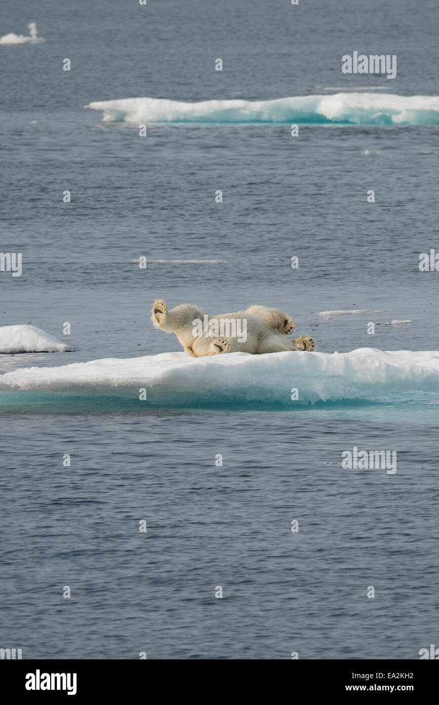 Maschio di Orso Polare, Ursus maritimus, roliing su un iceberg dopo il nuoto, Isola Baffin, Artico Canadese. Foto Stock