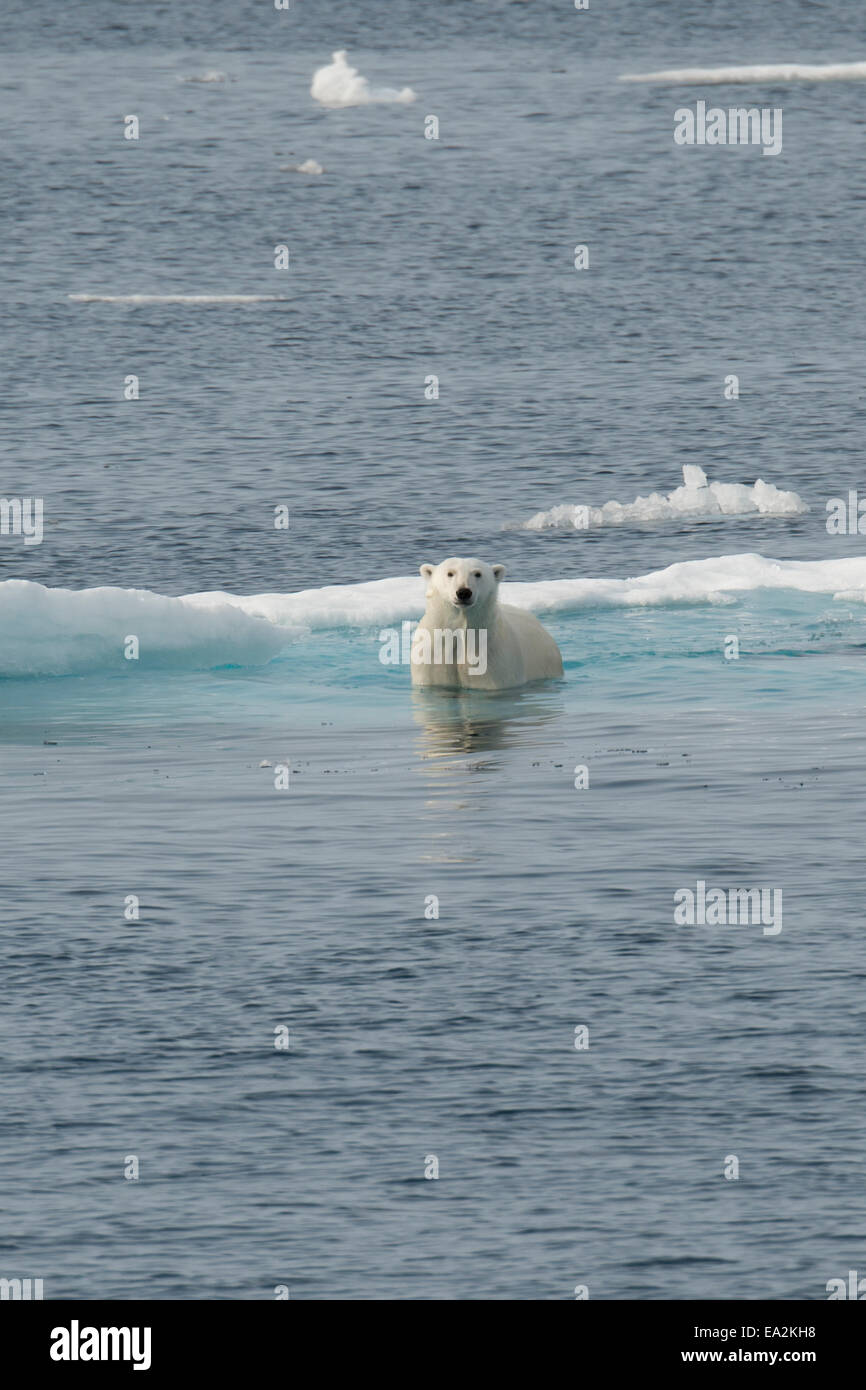 Maschio di Orso Polare, Ursus maritimus, arrampicata su un iceberg dopo il nuoto, Isola Baffin, Artico Canadese. Foto Stock