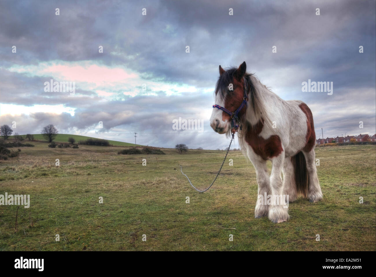 Animali. Cavallo pascolano su campo verde Foto Stock