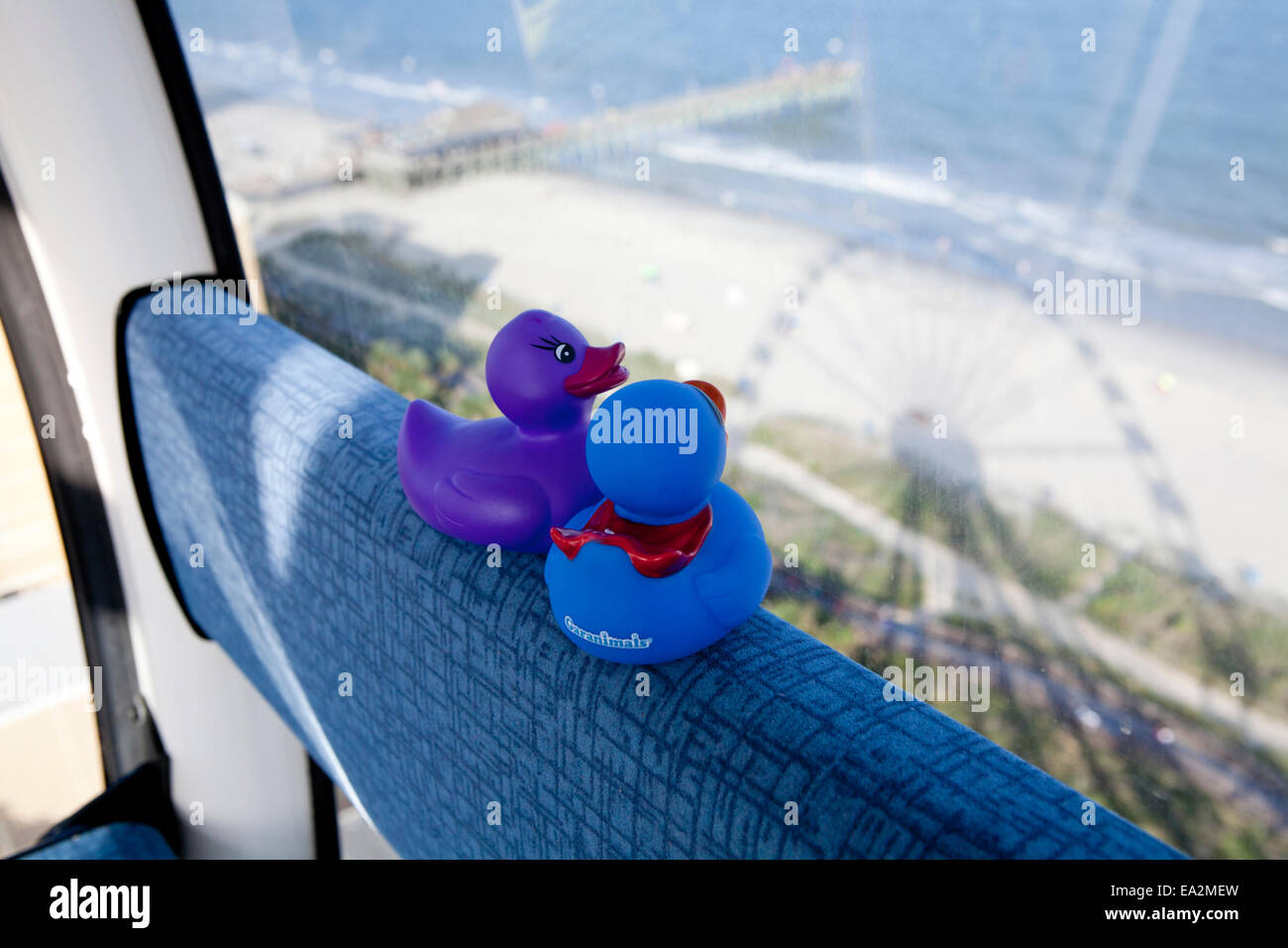 Rubber Duck giovane guardando fuori della finestra del la Skywheel ruota panoramica Ferris nel centro cittadino di Myrtle Beach, Carolina del Sud. Foto Stock