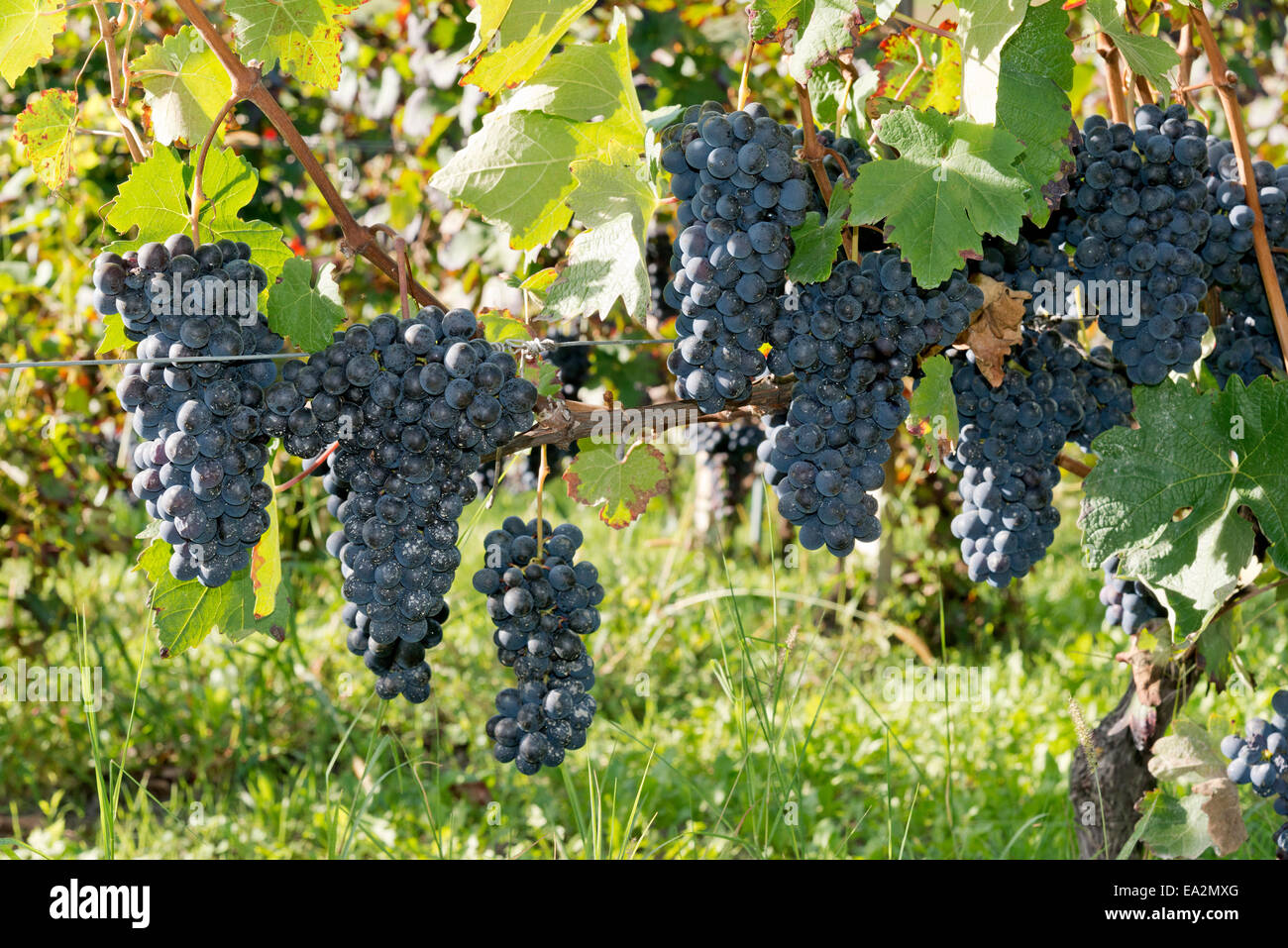 L'Italia, i vigneti del Piemonte: Langhe-Roero e Monferrato nella Lista del Patrimonio Mondiale UNESCO.I grappoli di Dolcetto. Foto Stock