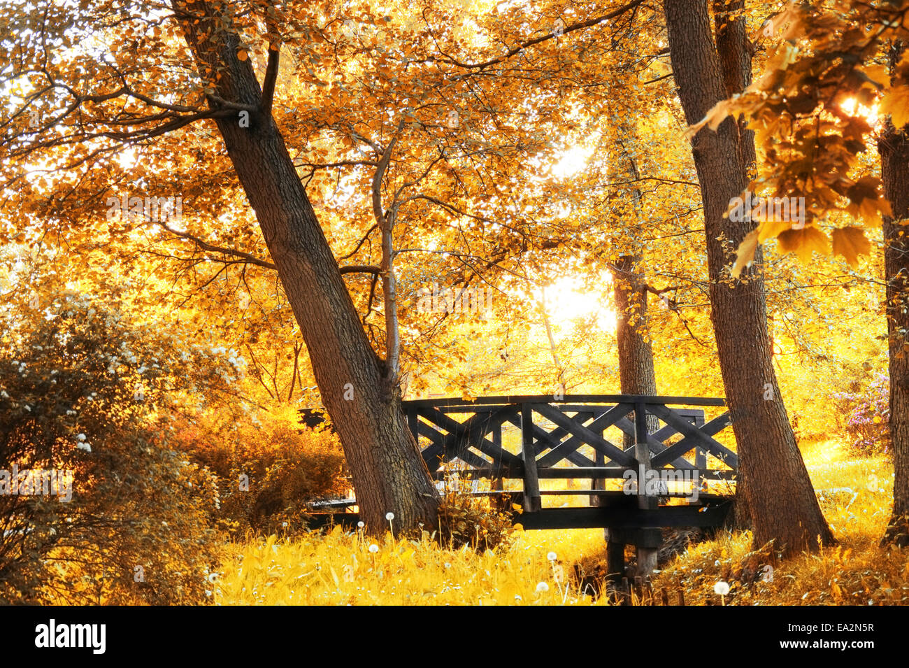 Scenario d'autunno. Splendido oro rientrano nel parco. Foto Stock