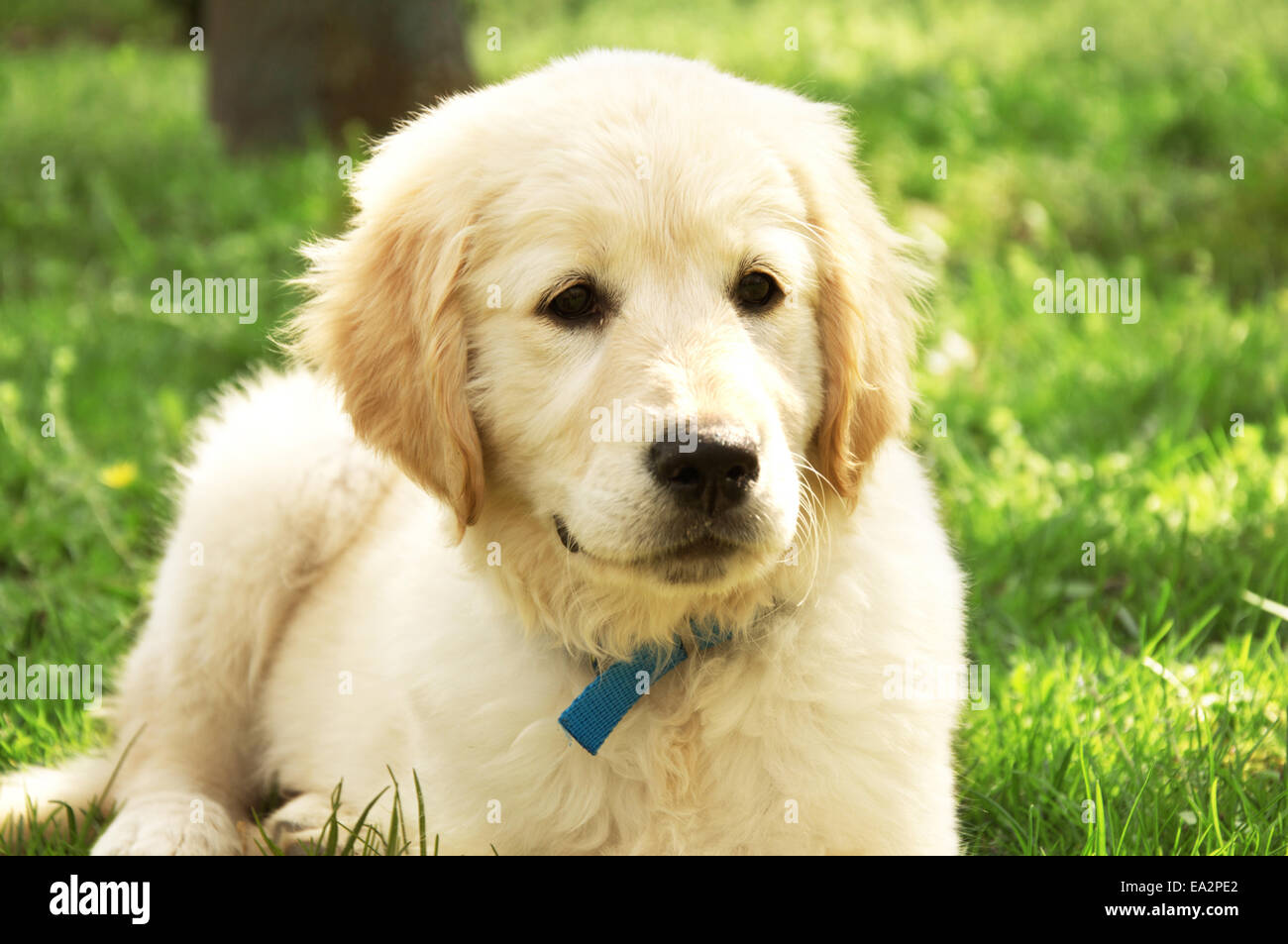 Carino il golden retriever cucciolo sdraiati sull'erba Foto Stock