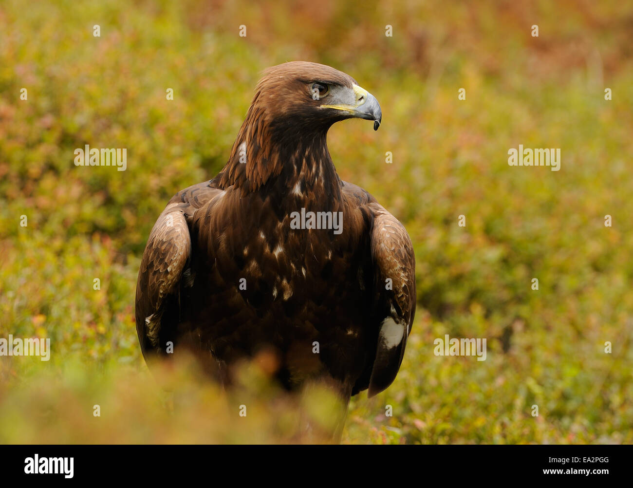 Golden Eagle, nel mezzo di autunno vegetazione colorata in mostra il suo fiero o angriness mettendo la corona di piume Foto Stock