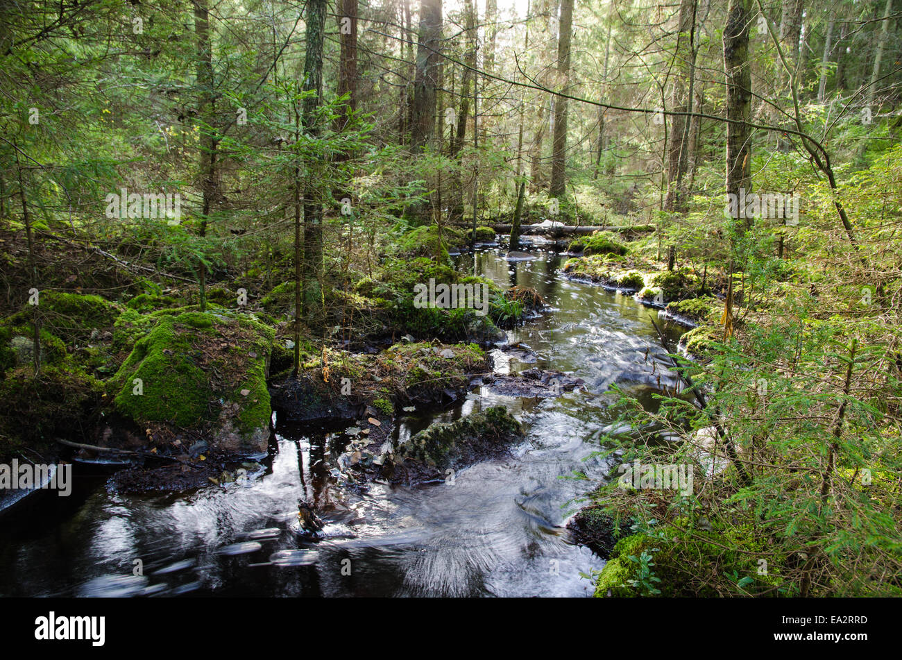 Vecchio-crescita intatte le foreste di conifere con una fresca e pulita creek streaming Foto Stock