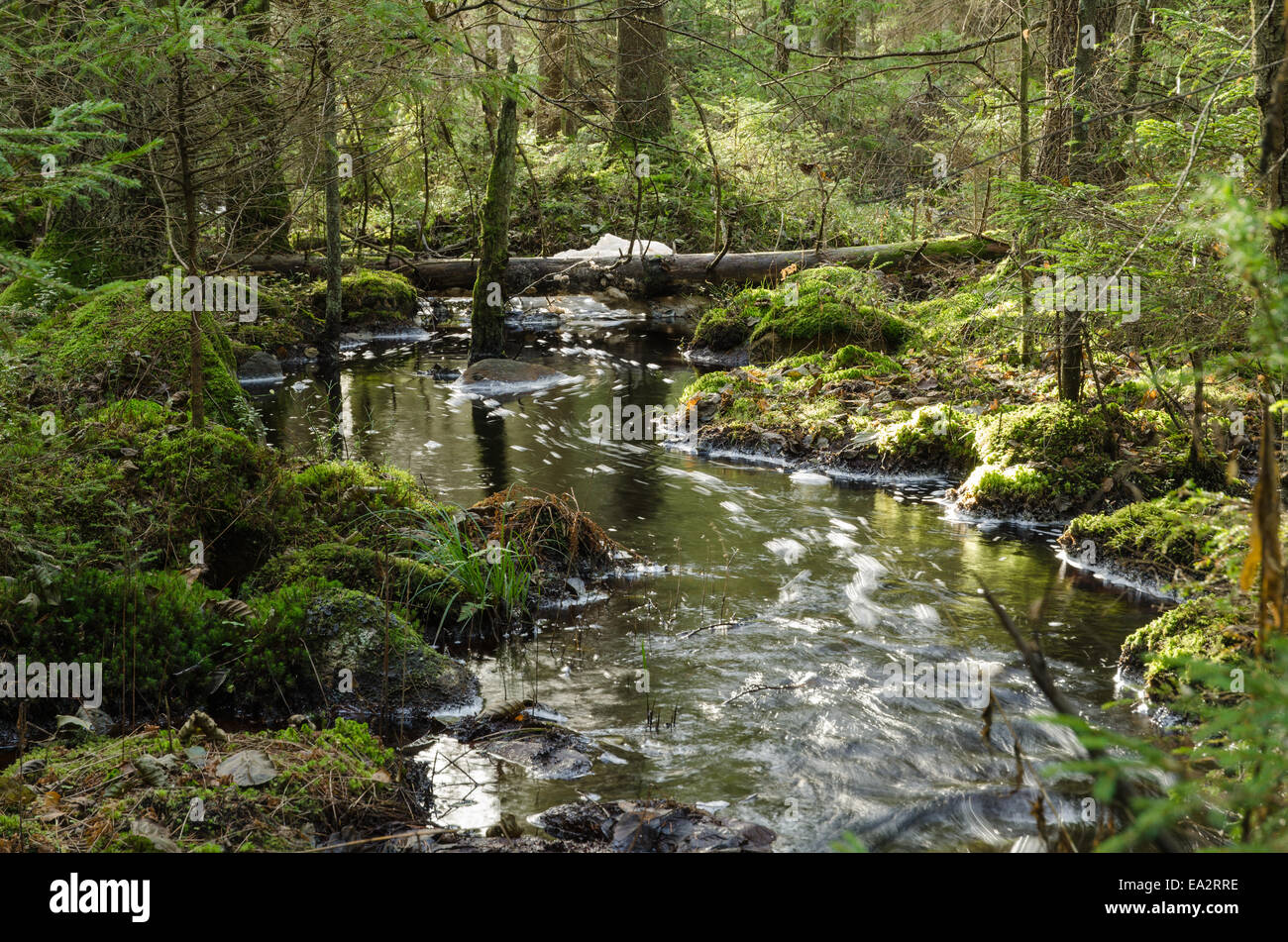 Un torrente di streaming in un incontaminato, old-crescita di muschio e la foresta di conifere Foto Stock