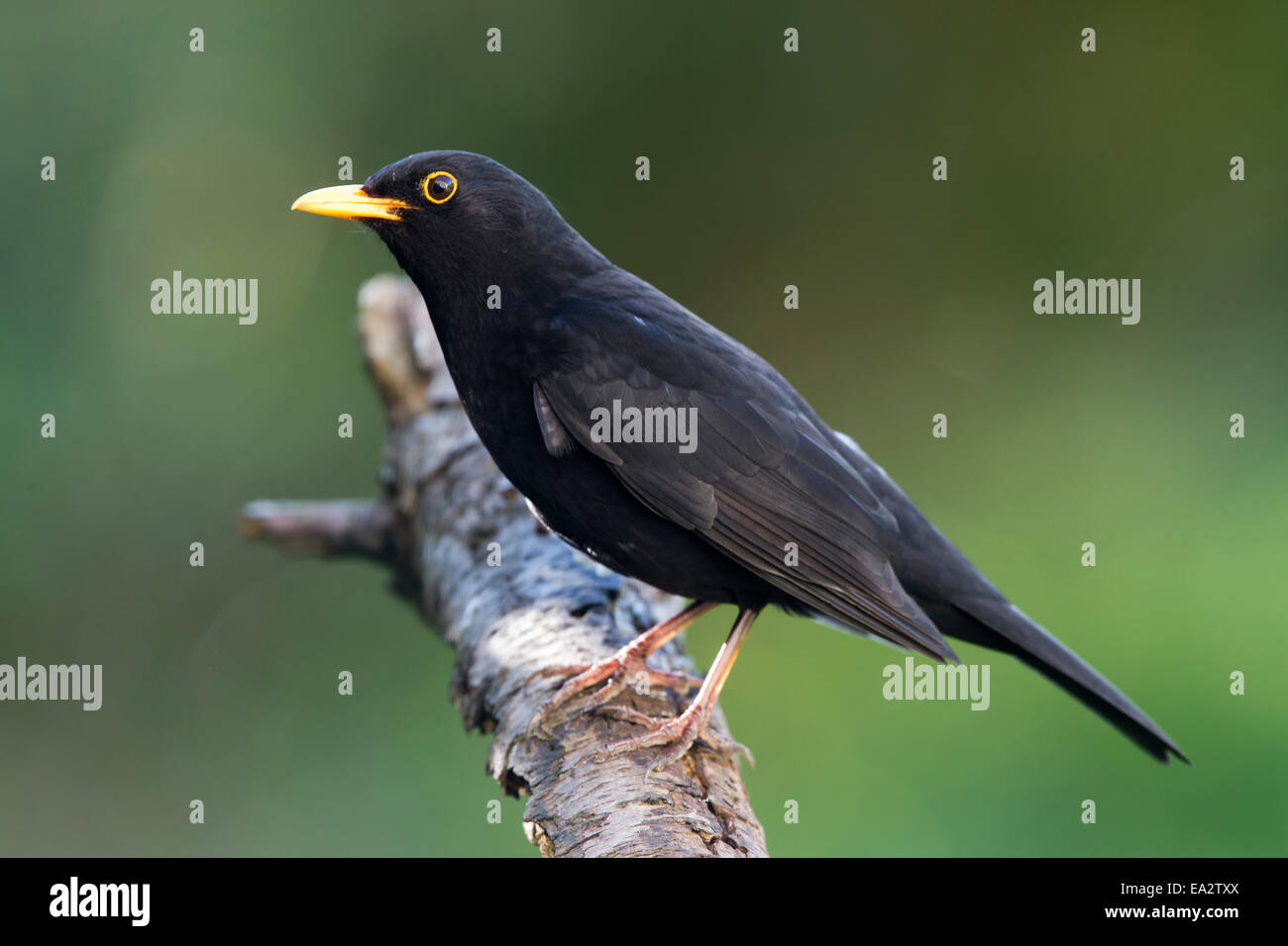 Merlo, maschio adulto, appollaiato su un registro, Cambridge, Inghilterra. Foto Stock