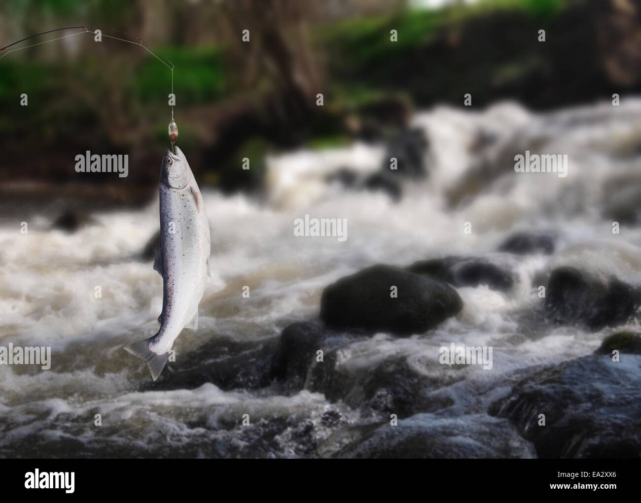 Il salmone sulla canna da pesca sullo sfondo di acqua Foto Stock