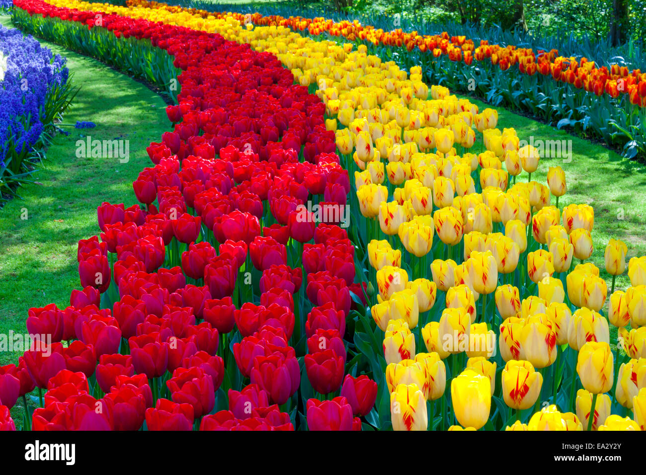 I tulipani in giardini Keukenhof Lisse, Paesi Bassi, Europa Foto Stock